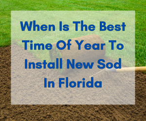 When Is the Best Time of Year to Install New Sod in Florida?